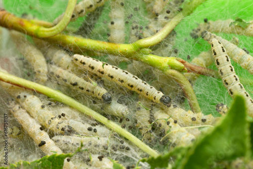 Bird-cherry eremite, Yponomeuta evonymella larvae in caterpillar silk
