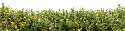 Evergreen yellow flower shrub in nature, Flowres on garden in springtime, Tropical forest isolated on transparent background - PNG file, 3D rendering illustration for create and design or etc	