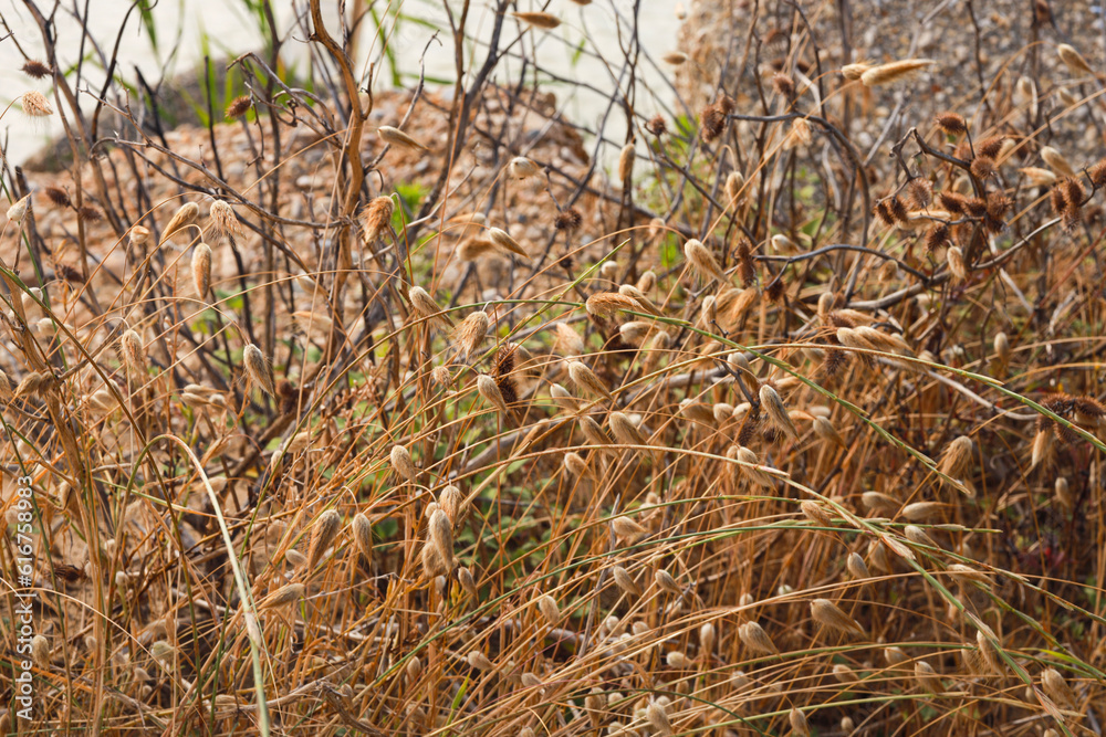 Fototapeta premium grass in the wind