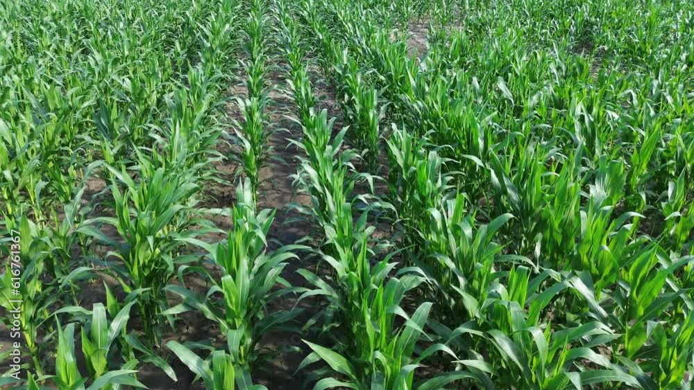 Flying along the Corn Field with Bald Spots in it