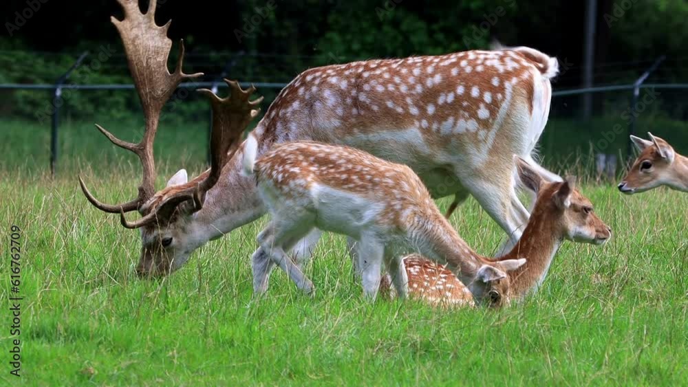 fallow deer grazing in a wildlife park, antler
fallow deer grazing in a wildlife park, antler