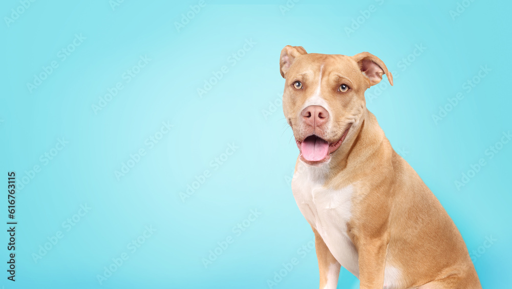 Large dog on colored background while looking at camera. Cute puppy dog sitting with tongue sticking out and waiting for something. Female 10 months old Boxer Pitbull mix. Selective focus.