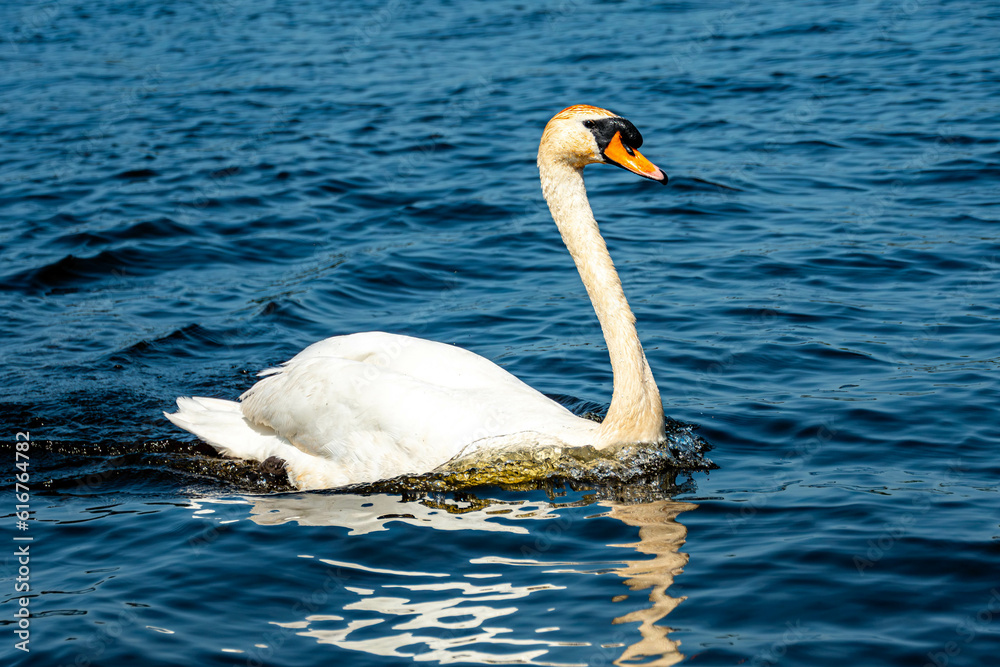 Swan swimming on the lake on a sunny day Swan swimming on the lake on a sunny day