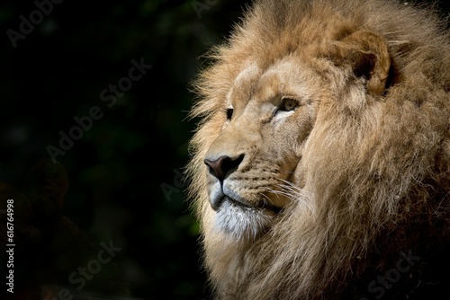 Portrait of A Lion