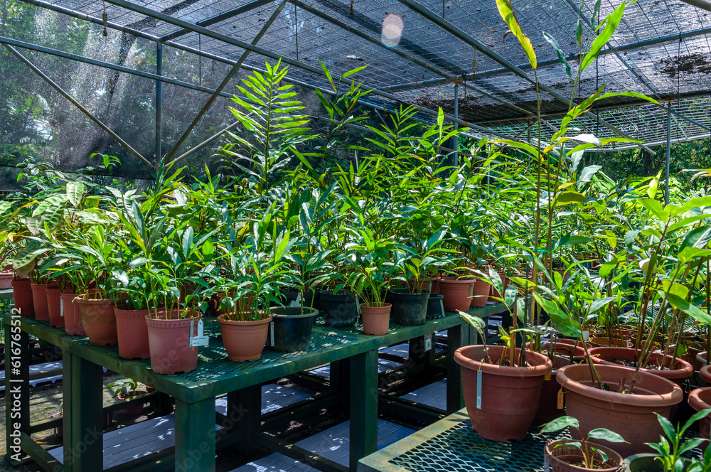 Tropical plant nursery. Research plot for breeding and propagation.