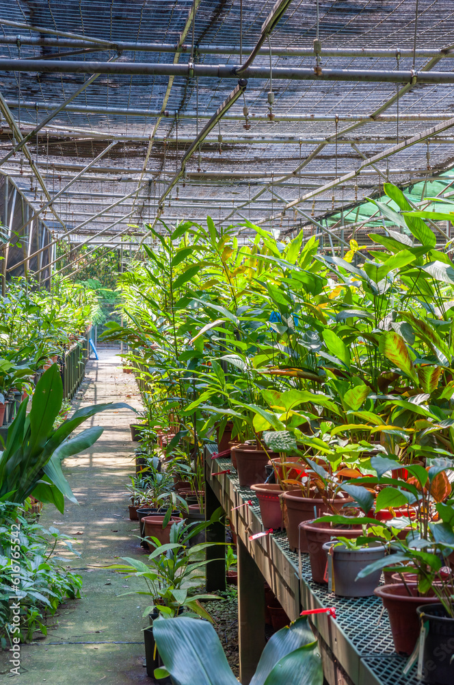 Tropical plant nursery. Research plot for breeding and propagation.