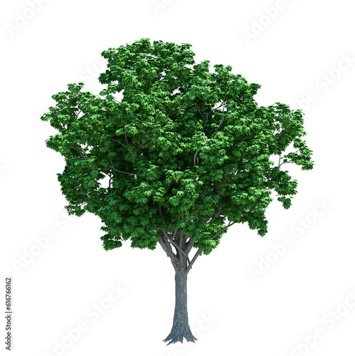 green tree png images _ plant images _ leaves images _ Indian tree images _ green tree in isolated white background 