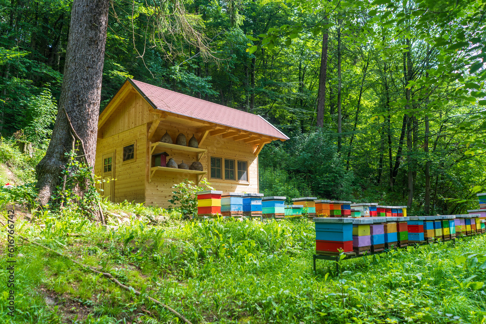 Apiary with honeybee hive boxes Apiary with honeybee hive boxes