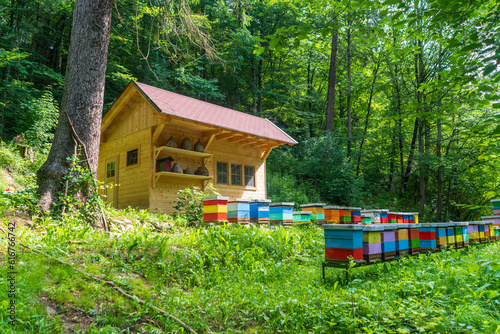 Apiary with honeybee hive boxes