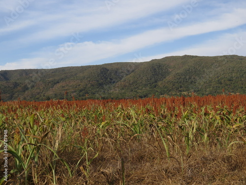 Sorghum plantation in front of the mountain  Plantio de Sorgo em frente a Serra 