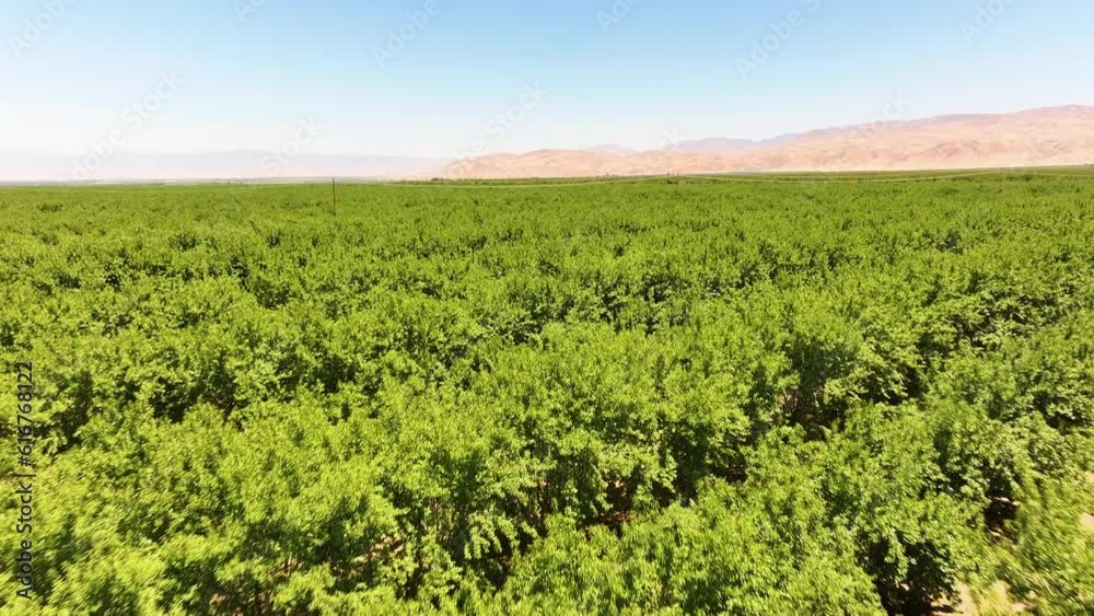 Drone Footage of California Almond Trees