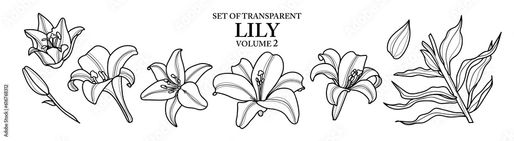 Cute hand drawn isolated black outline of lily on transparent ...