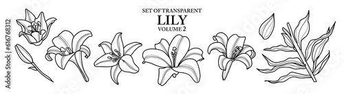Cute hand drawn isolated black outline of lily on transparent background png file (Volume 2)