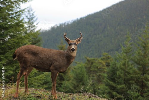 Deer in forest