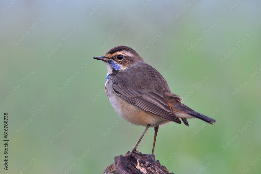 Obraz premium Bluethroat