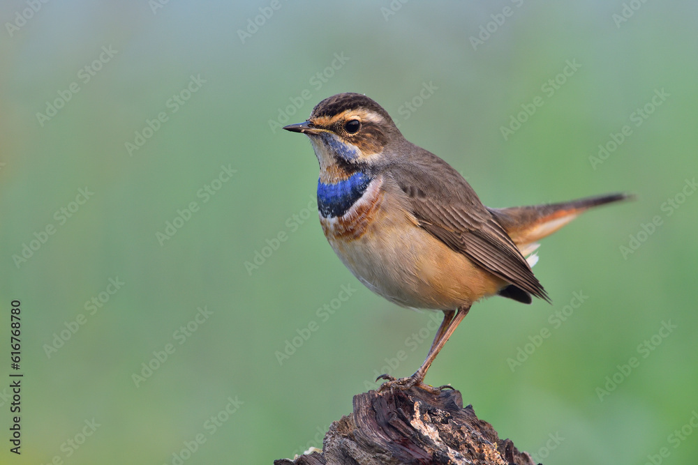 Bluethroat Bluethroat
