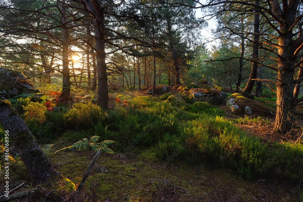 Obraz premium Forest path in the Rocher de la Reine hill. Fontainebleau forest
