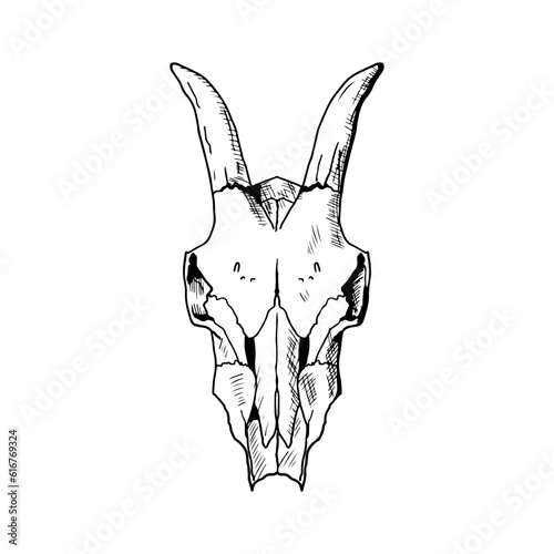 Goat skull isolated on white. Vector sketch. Hand-drawn style.