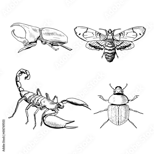 Illustration of insects. Vector sketches. Isolated objects on a white background. Hand-drawn style.