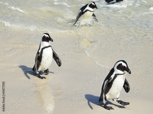 African Penguins Returning From Fishing