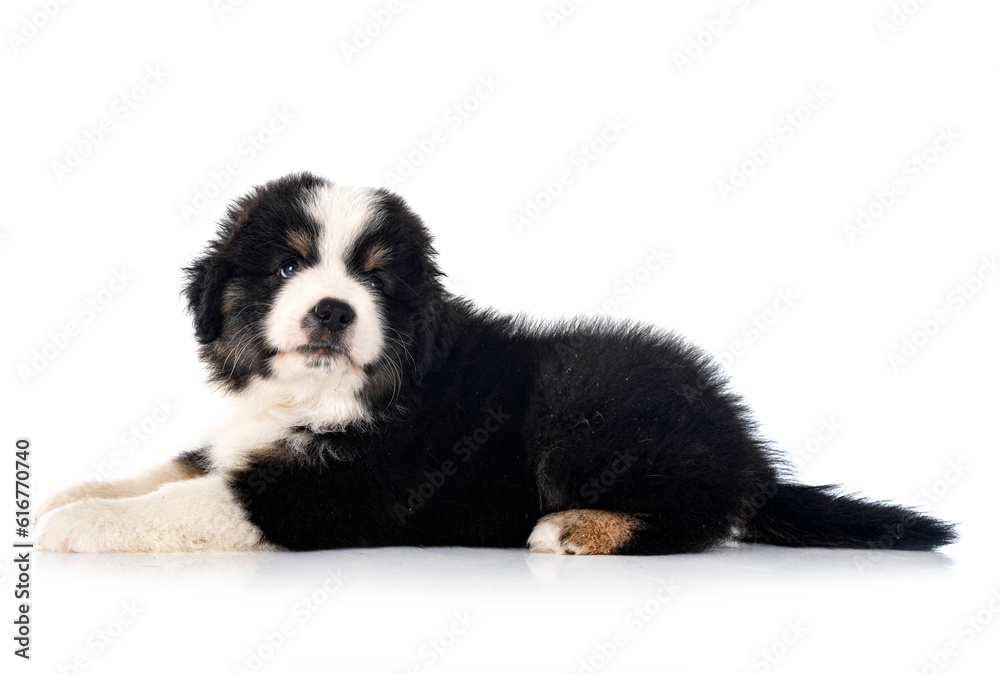 Miniature American Shepherd