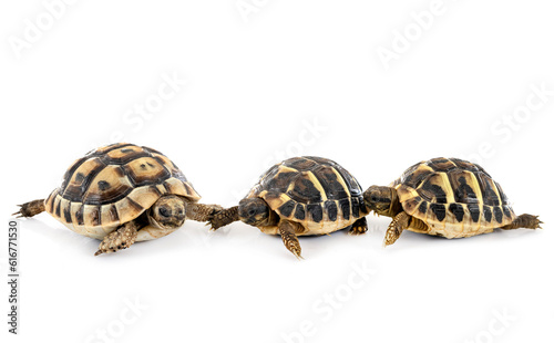 tortoises in studio
