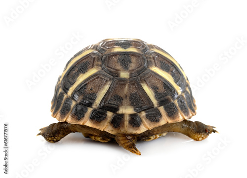 Hermann s tortoise in studio