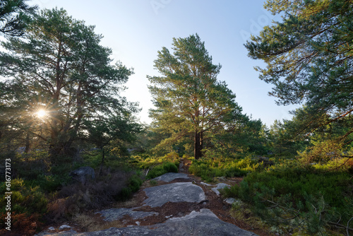 Forest path in the Rocher de la Reine hill. Fontainebleau forest