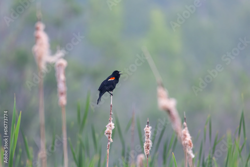 Selective focus side view of an adult male red-winged blackbird singing while perched on reed in the Léon-Provancher marsh during an early summer morning, Neuville, Quebec, Canada photo