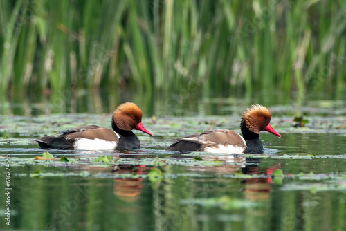 Red-crested pochard or Netta rufina observed in Gajoldaba in West Bengal, India photo