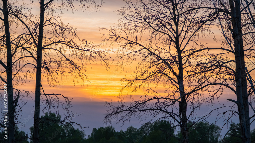 Sunset view through tree branches without leaves. Nature background