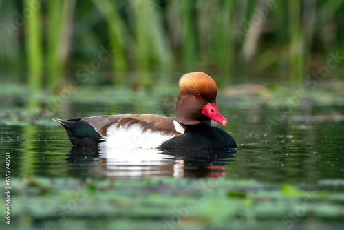 Red-crested pochard or Netta rufina observed in Gajoldaba in West Bengal, India photo