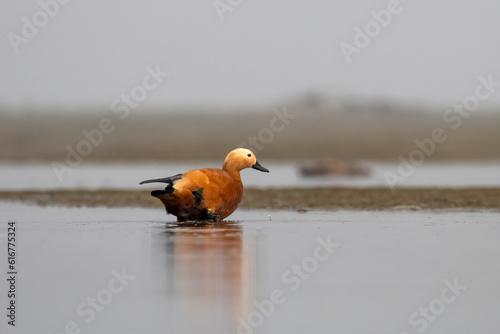 Ruddy shelduck or Tadorna ferruginea observed in Gajoldaba in Weset Bengal,India photo