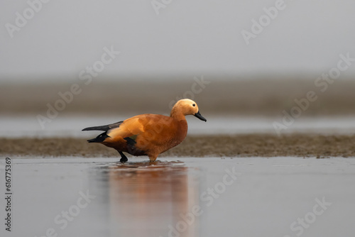 Ruddy shelduck or Tadorna ferruginea observed in Gajoldaba in Weset Bengal,India photo