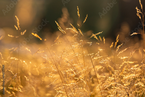 Golden grass plants selective focus used.