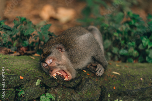 Close up shot of yawning monkey lying on temple wall. Macaque with open mind in sacred monkey forest © Flash concept