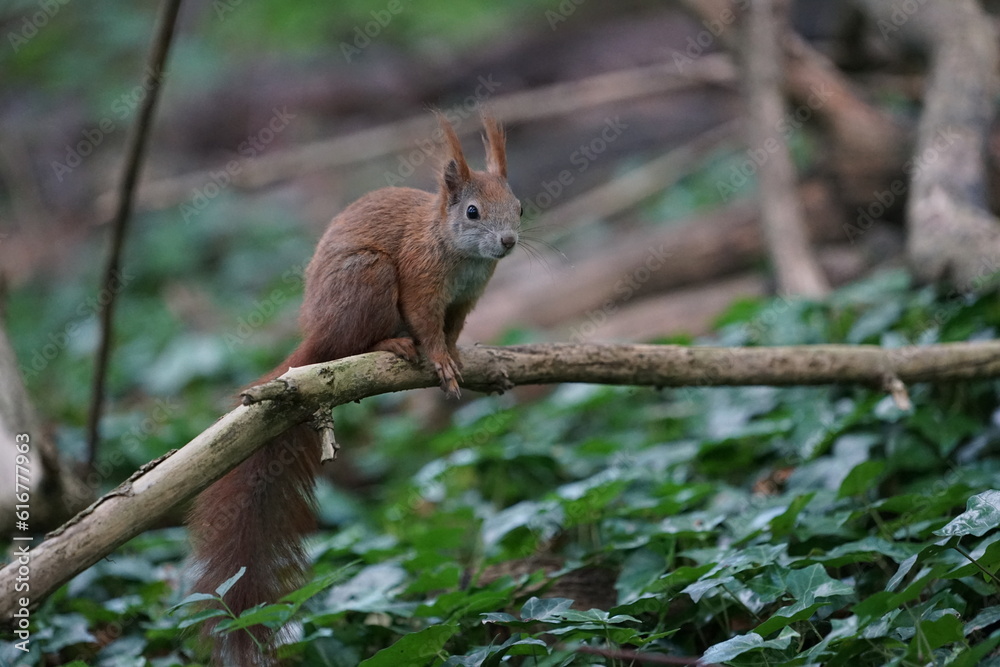 squirrel in the forest
