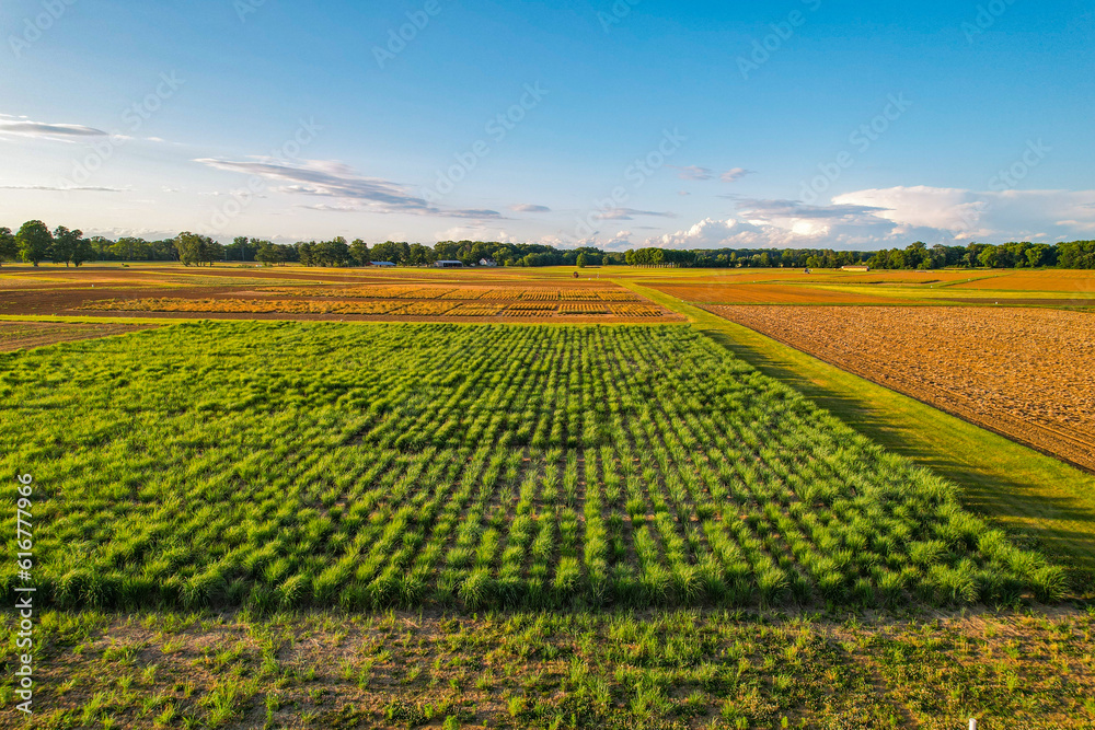 Green crops on vast farmland