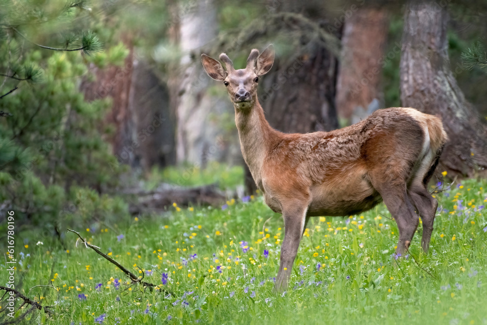 Wild One-year-old male red deer stag (Cervus elaphus) standing in a flowery alpine meadow in the thick of the forest. Piedmont alps, Italy
