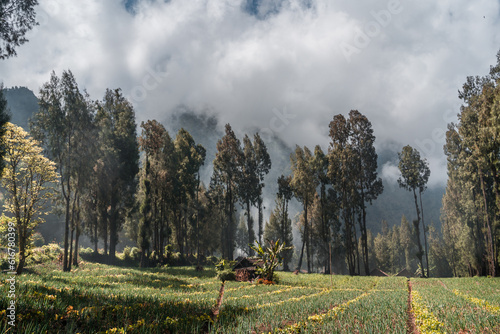 Rural tropical forest landscape with rice fields. Balinese agriculture land, paddy farming field photo