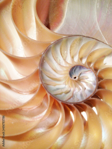 shell pearl spiral nautilus symmetry Fibonacci half cross section spiral golden ratio structure growth close up back lit mother of pearl close up ( pompilius nautilus )