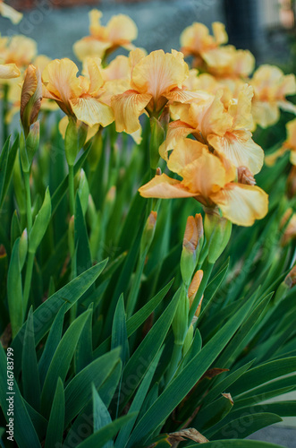 Fototapeta Naklejka Na Ścianę i Meble -  Irises are wonderful flowers to decorate the yard near the gazebo or in the garden