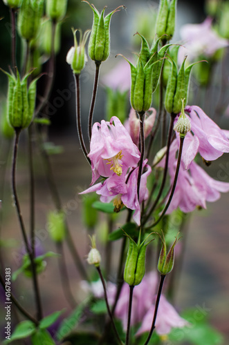 Aquilegia flower elves that blooms outdoors in beautiful
