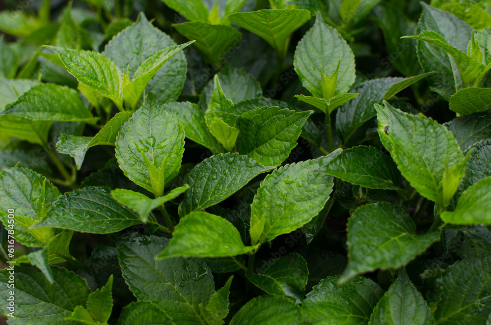 Abstraction growing green leaves on a light background outdoors Abstraction growing green leaves on a light background outdoors
