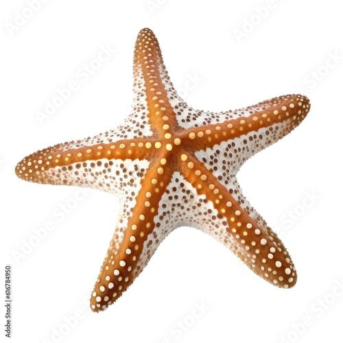 color star fish isolated on white