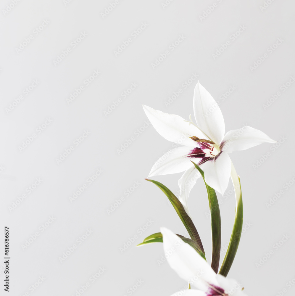 white exotic flowers on white background