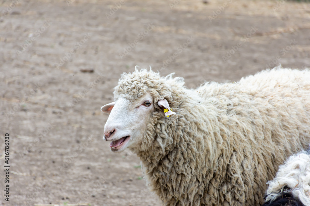 A sheep with white wool walks around the yard