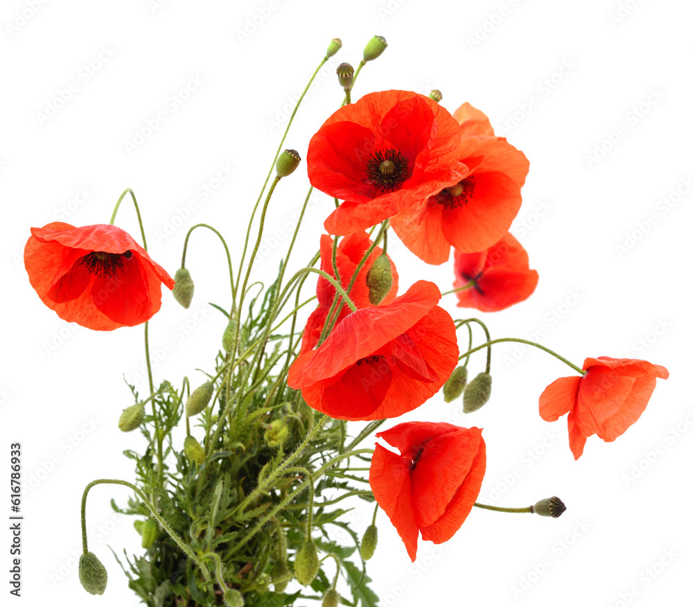 Fototapeta premium Red poppy flower.