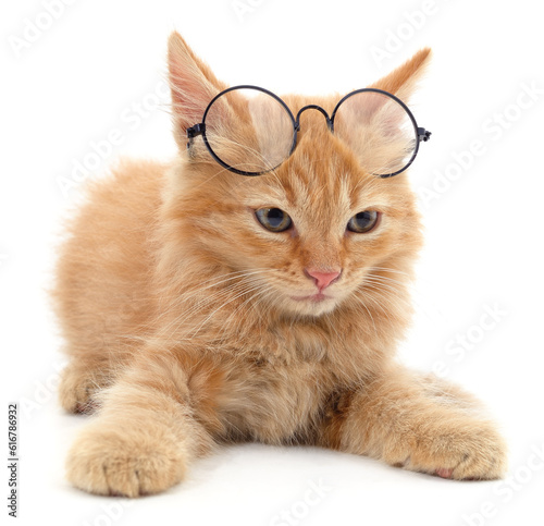 Red kitten in glasses.