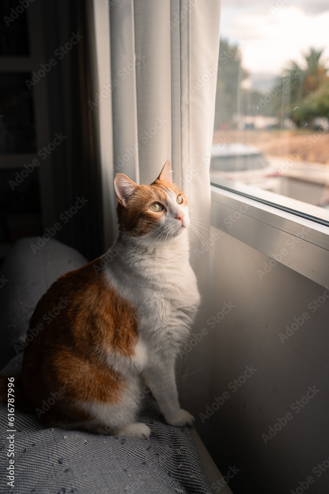 brown and white cat with yellow eyes by the window at sunset. vertical composition